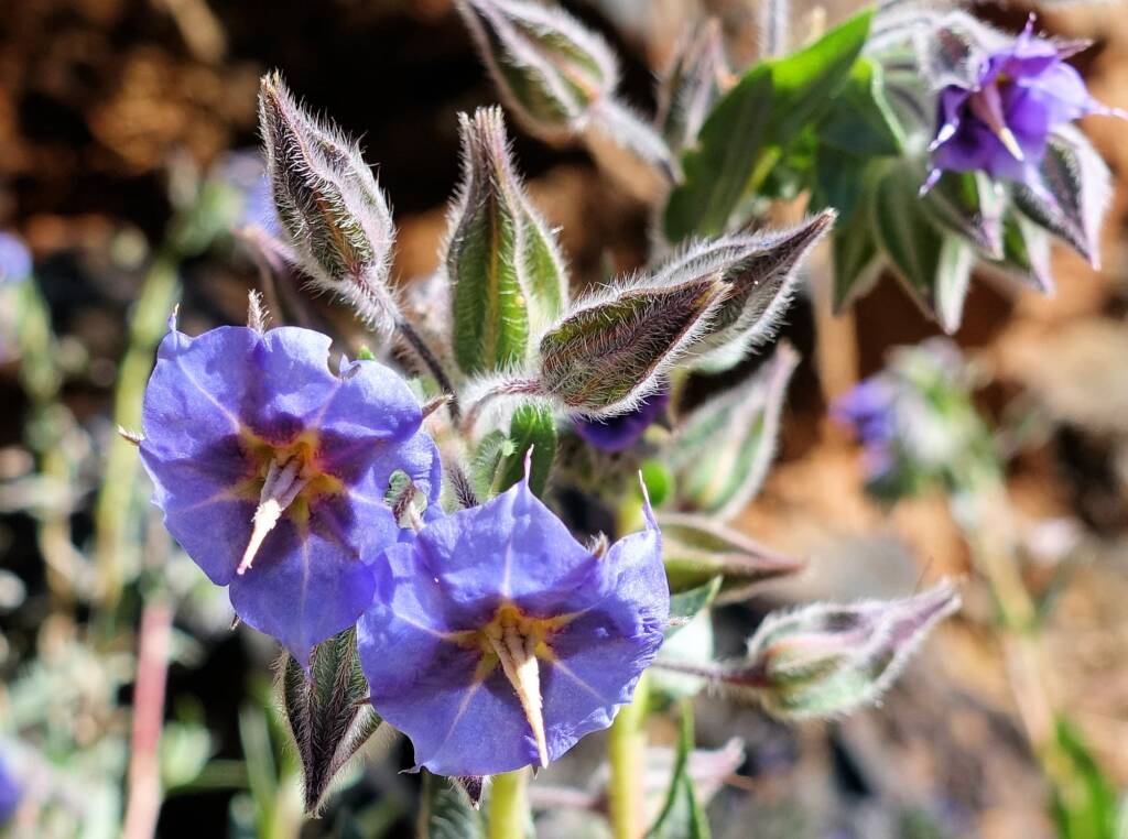 Cattlebush (Trichodesma zeylanicum)