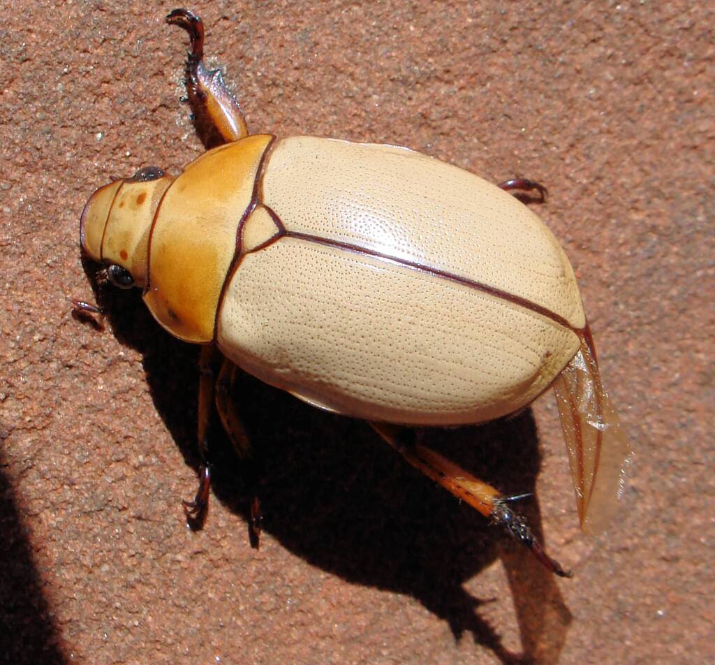 Christmas Beetle (Anoplognathus macleayi)