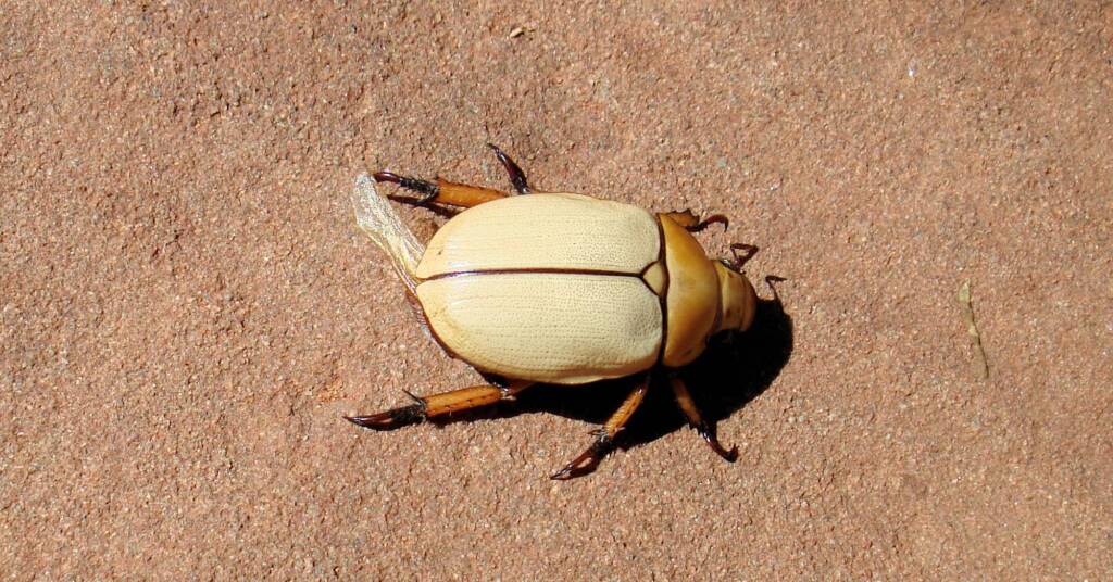 Christmas Beetle (Anoplognathus macleayi)