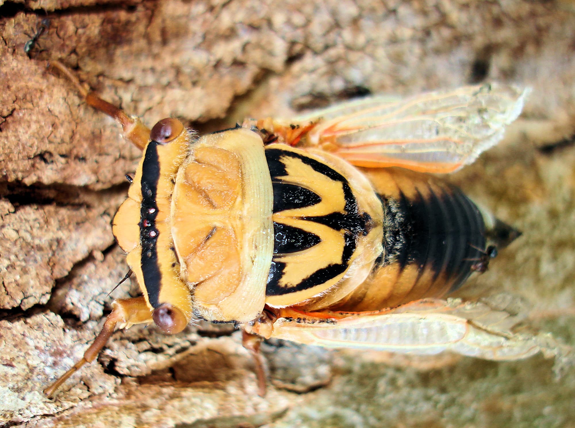 Orange Drummer (Thopha colorata), Central Australia, 2007 © Greg Sully