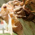Newly emerged cicada from nymph skin