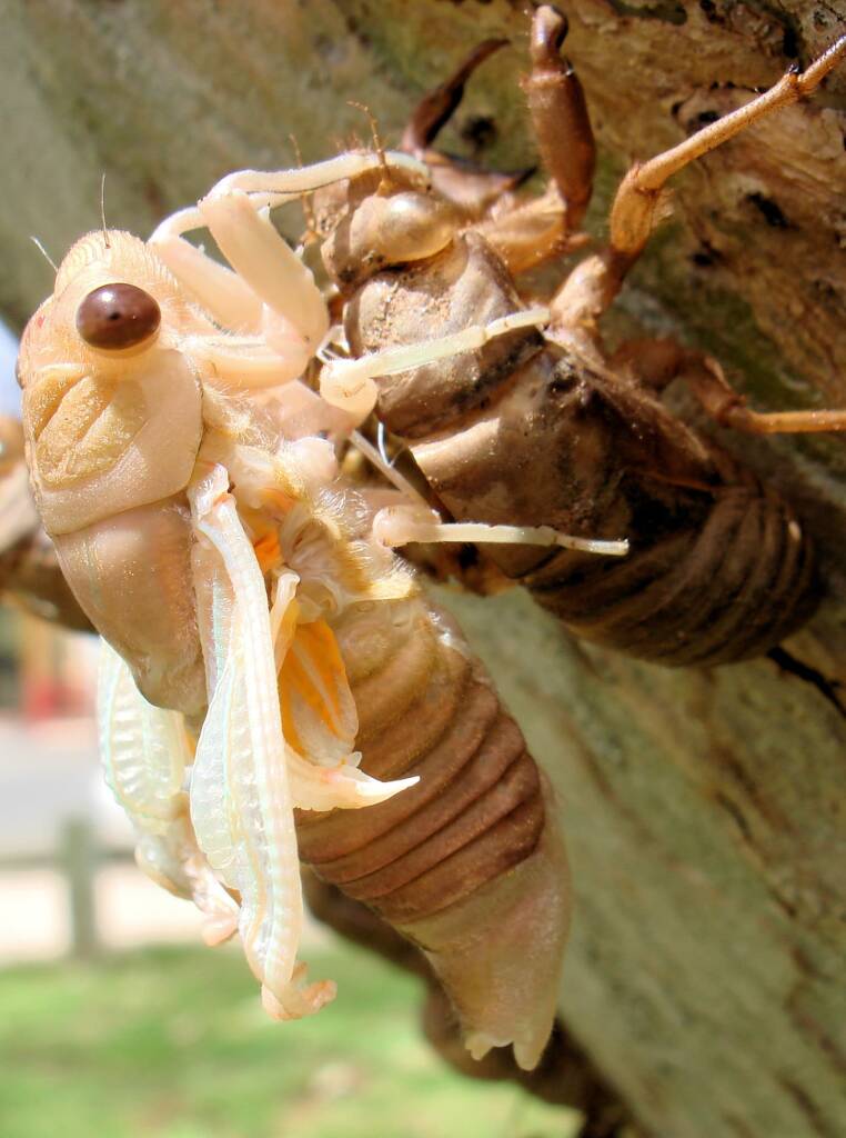 Newly emerged cicada from nymph skin