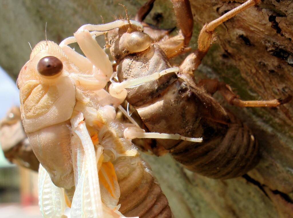Newly emerged cicada from nymph skin