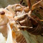 Newly emerged cicada from nymph skin