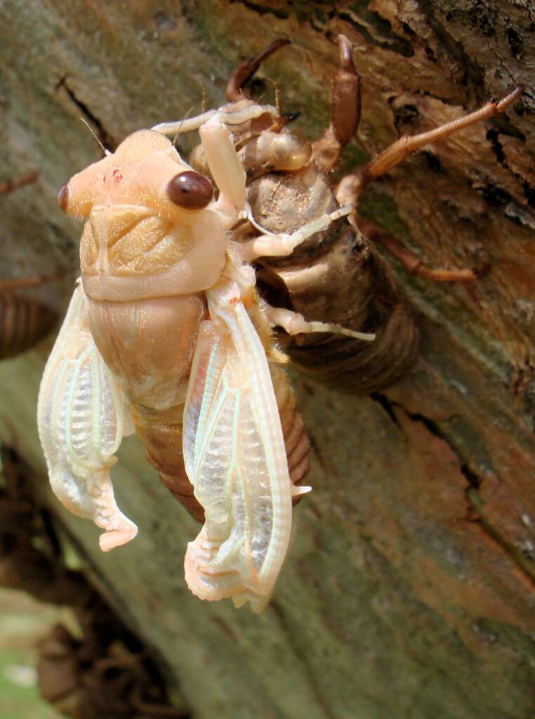 Newly emerged cicada from nymph skin
