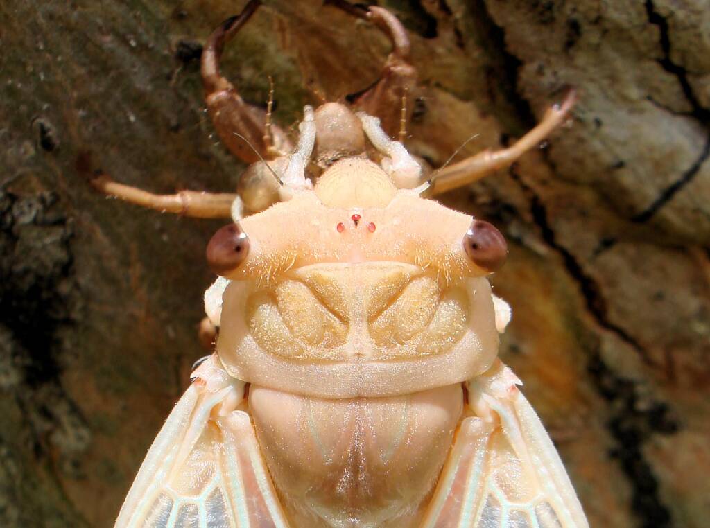 Closeup of newly emerged cicada from nymph skin