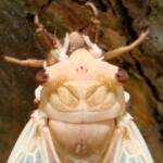 Closeup of newly emerged cicada from nymph skin