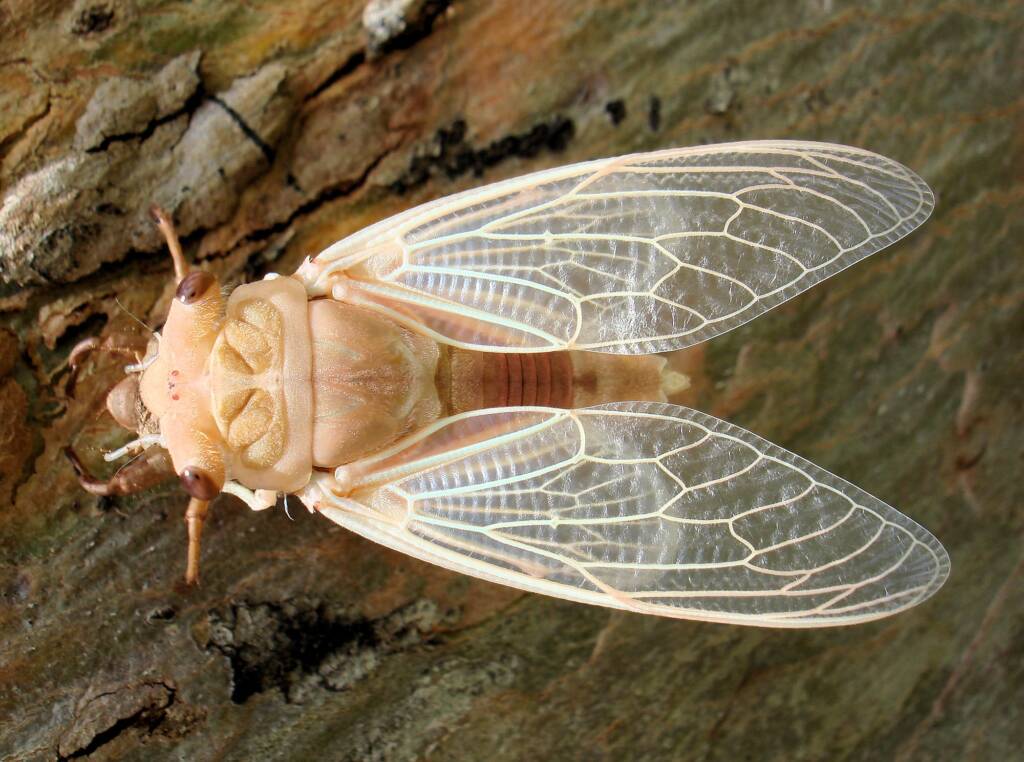 Newly emerged cicada from nymph skin