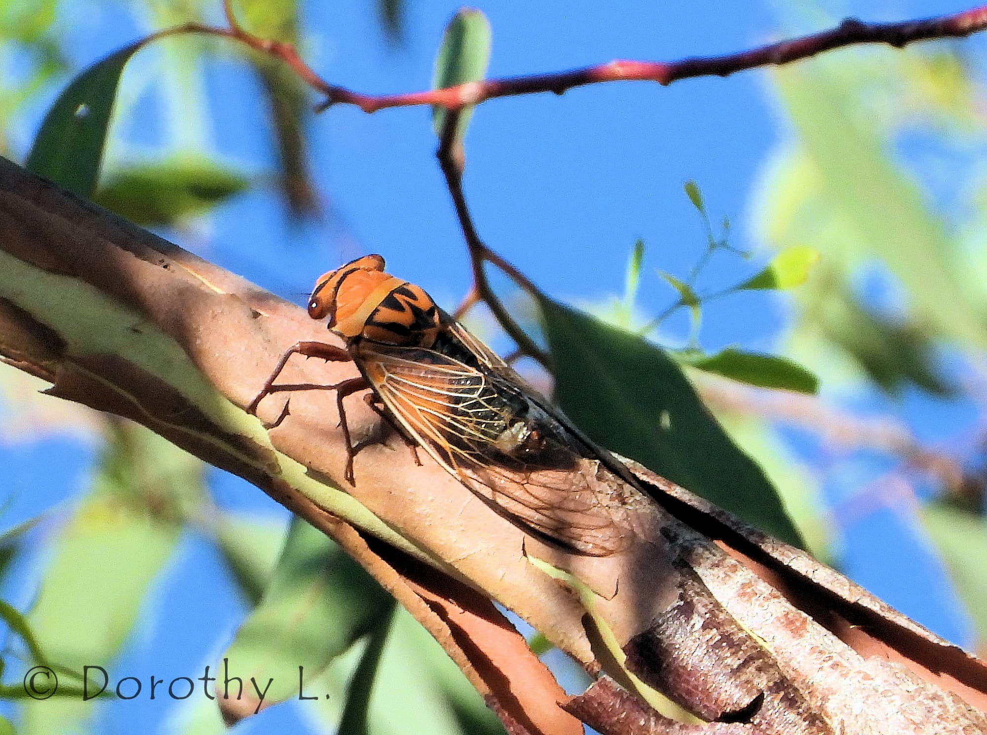 Orange Drummer (Thopha colorata) © Dorothy L