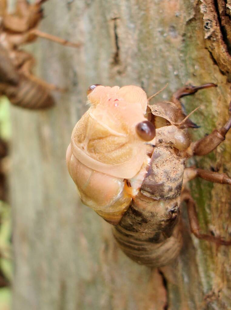 Adult cicada emerging from nymph skin
