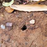 The underground hole from which the cicada nymph emerges