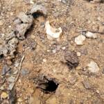 The underground hole from which the cicada nymph emerges