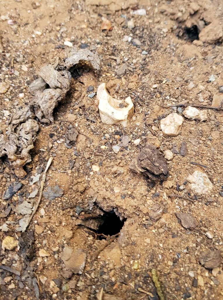 The underground hole from which the cicada nymph emerges