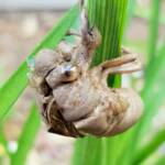 The nymph casing of the cicada