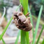 The nymph shell of the cicada