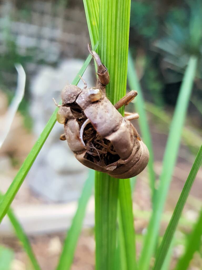 The nymph shell of the cicada