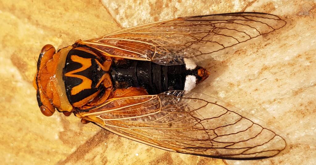 Closeup of dead Orange Drummer (Thopha colorata)
