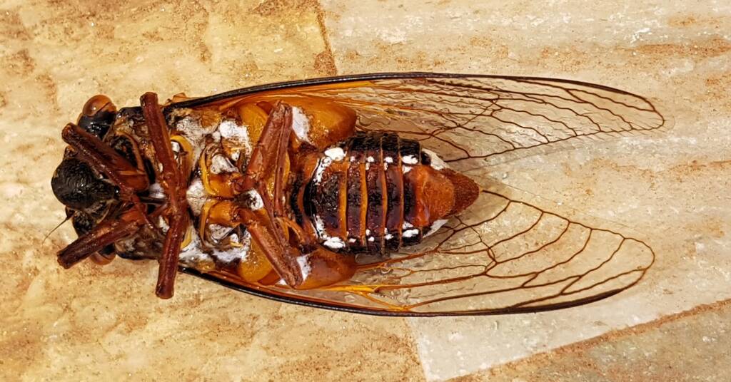Closeup of dead Orange Drummer (Thopha colorata)