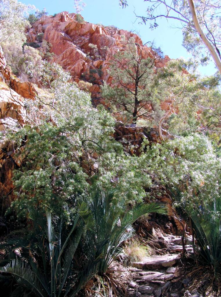 MacDonnell Ranges Cycad at Angkerle Atwatye (Standley Chasm)