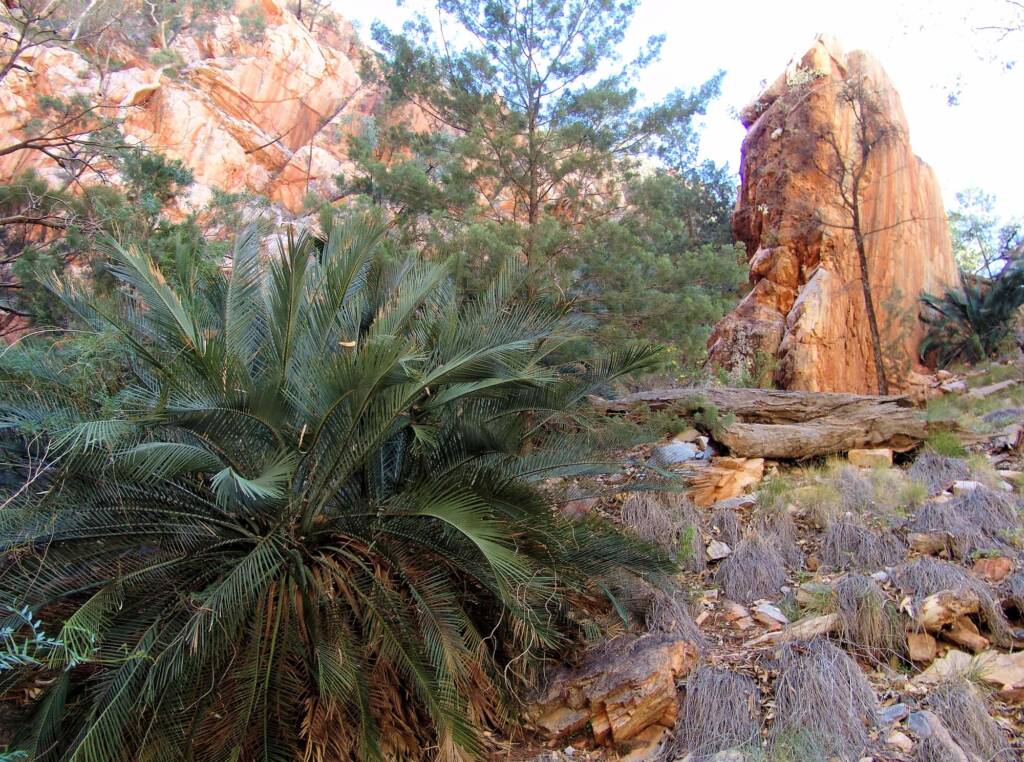 MacDonnell Ranges Cycad at Angkerle Atwatye (Standley Chasm)