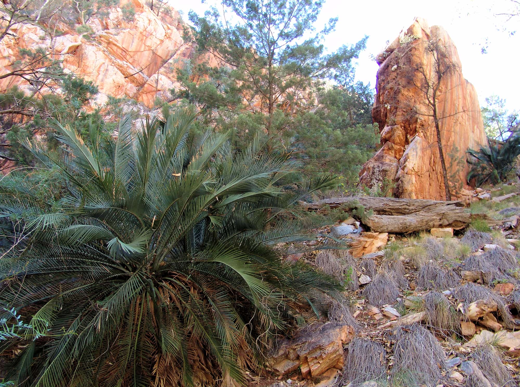 MacDonnell Ranges Cycad at Angkerle Atwatye (Standley Chasm)