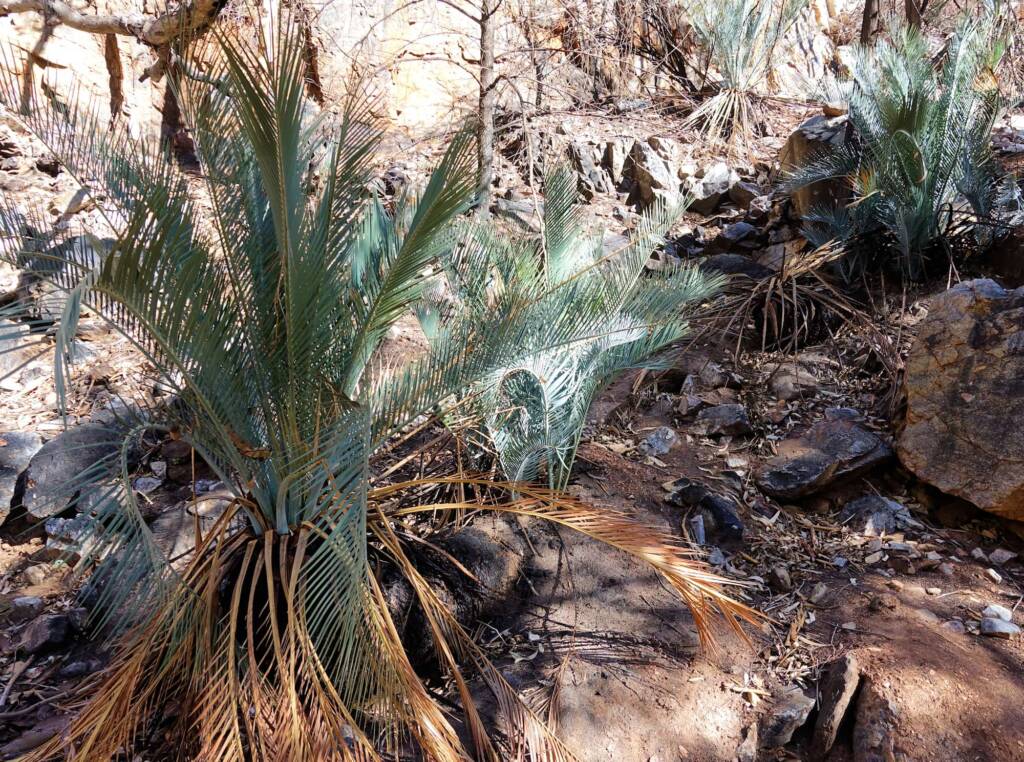 MacDonnell Ranges Cycads at Angkerle Atwatye (Standley Chasm)