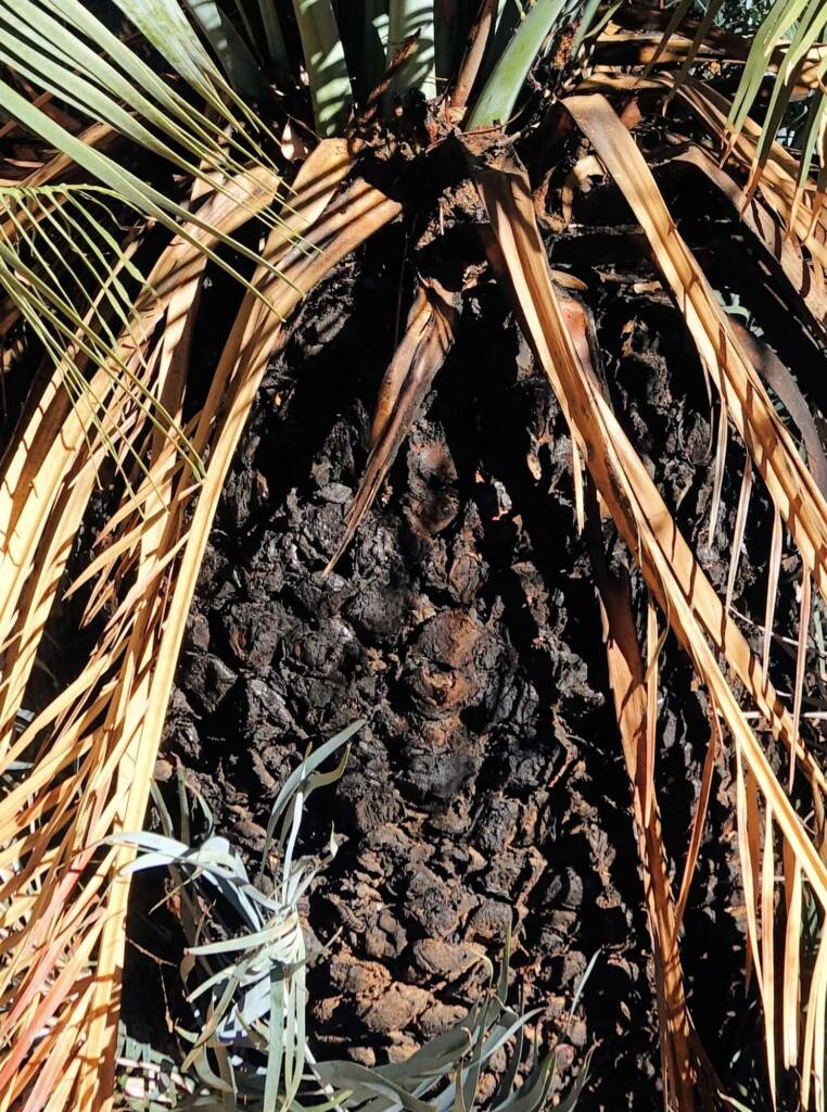 Trunk of the MacDonnell Ranges Cycad