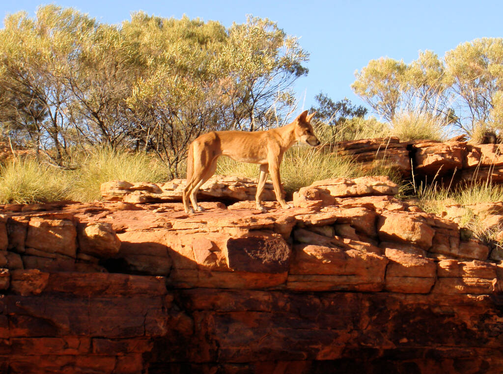 Dingo, Kings Canyon