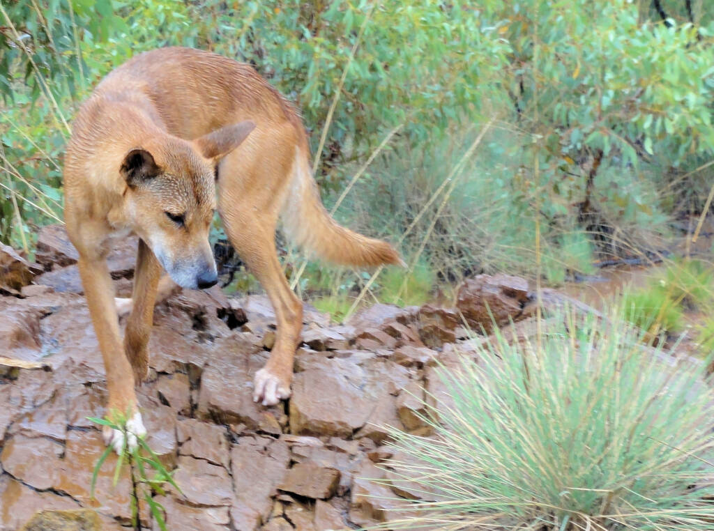 Dingo (just off Namijira Drive, West MacDonnell Ranges)