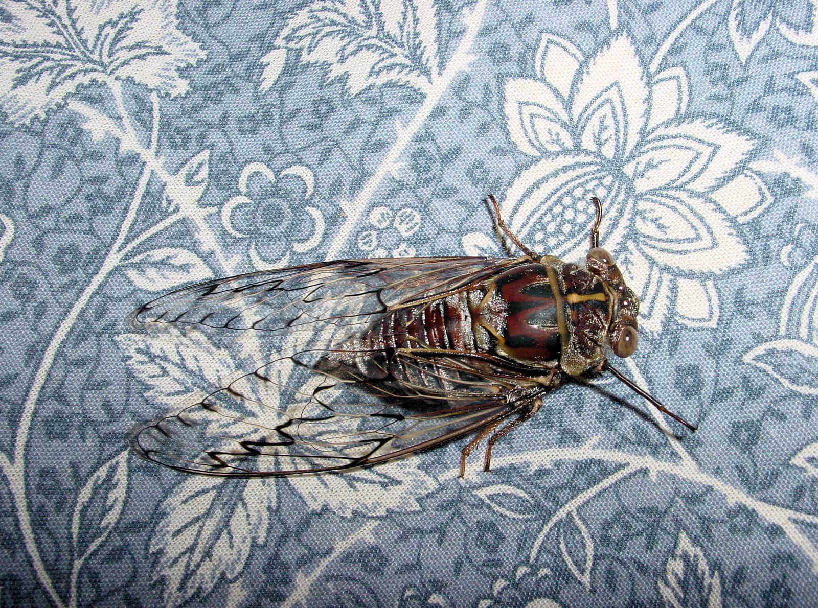 Double Drummer (Thopha saccata), Cicada