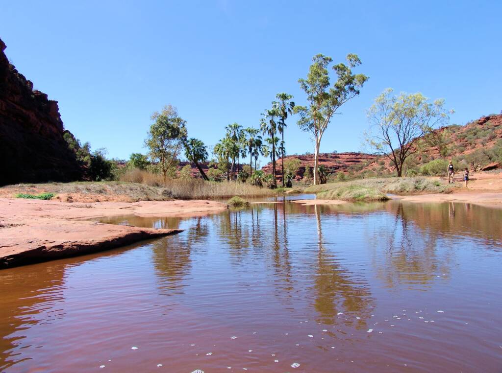 Red Cabbage Palms at Finke Gorge National Park, 2007