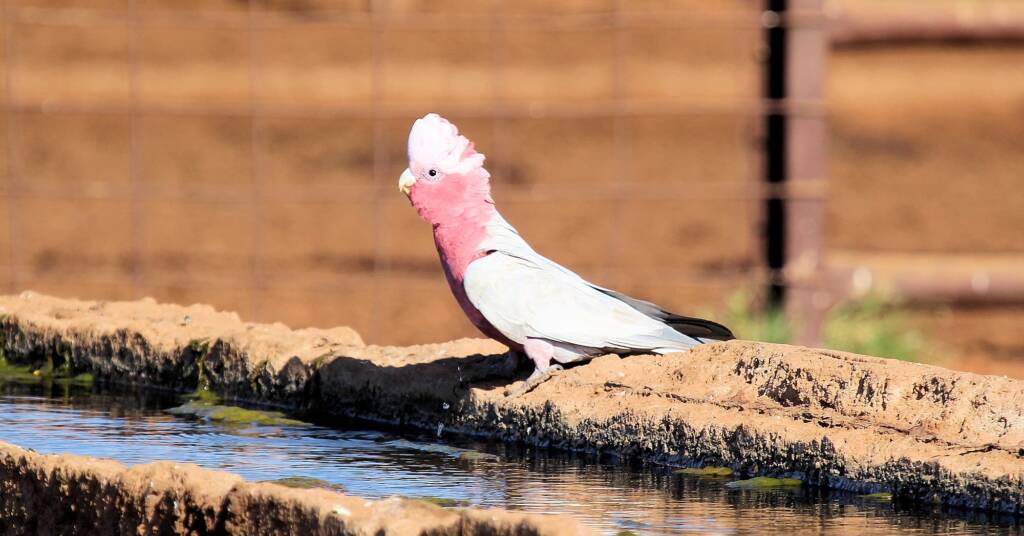 Galah (Eolophus roseicapilla)