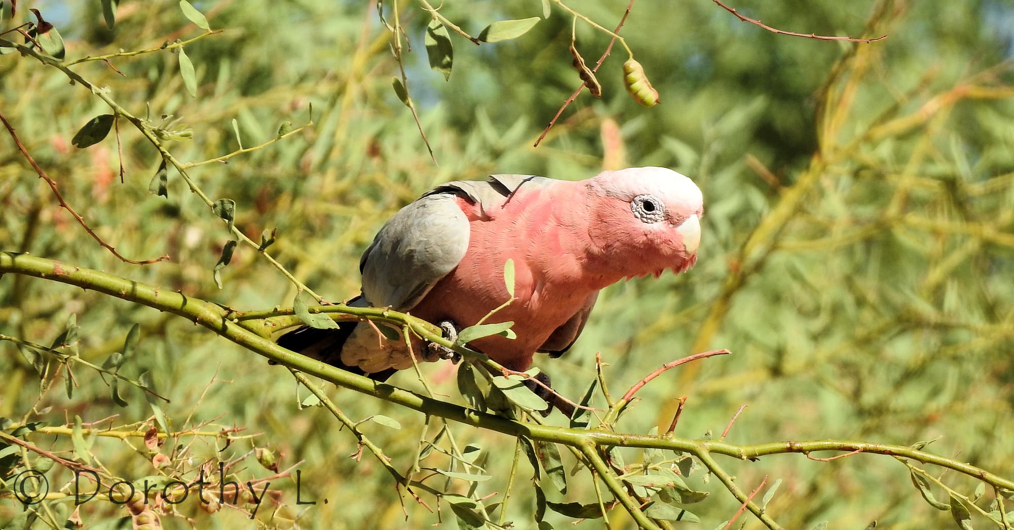 Galah (Eolophus roseicapilla)