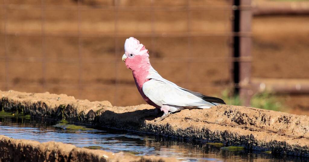 Galah (Eolophus roseicapilla)