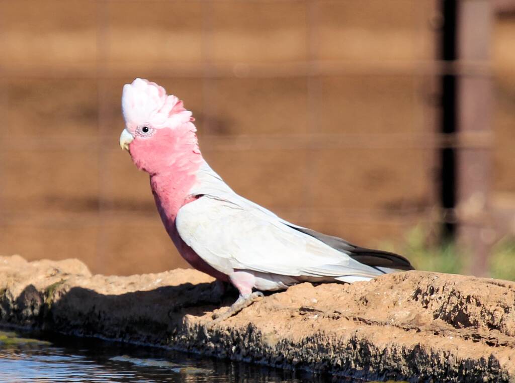 Galah (Eolophus roseicapilla)