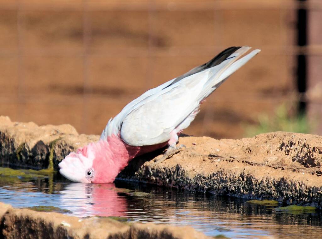 Galah (Eolophus roseicapilla)