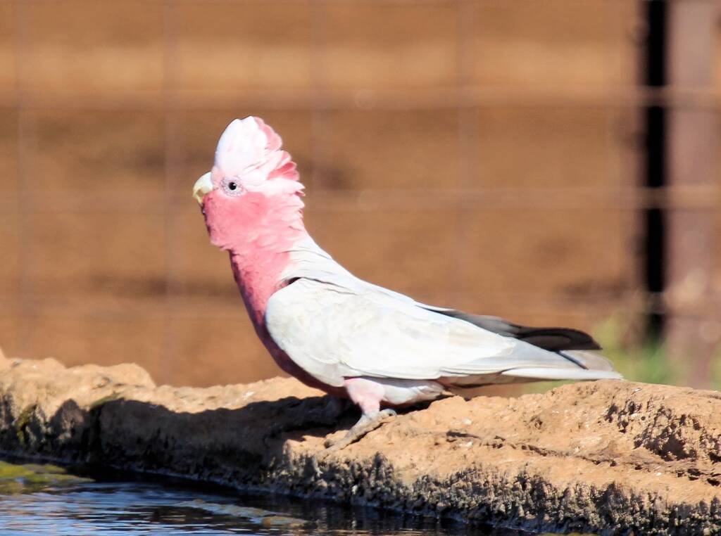 Galah (Eolophus roseicapilla)