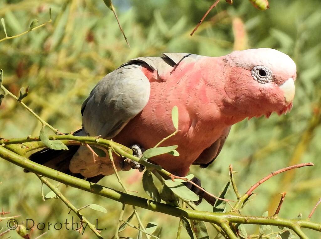 Galah (Eolophus roseicapilla)