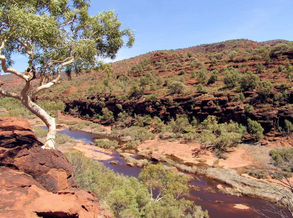 Ghost Gum, Finke Gorge National Park, 2007