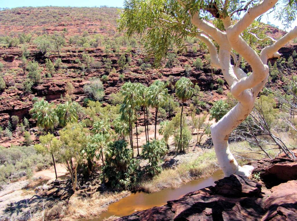 Ghost Gum and Red Cabbage Palms, Finke Gorge National Park, 2007
