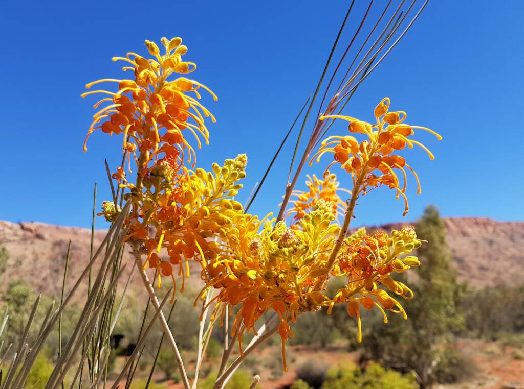 Desert Grevillea (Grevillea juncifolia)