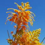 Desert Grevillea (Grevillea juncifolia)