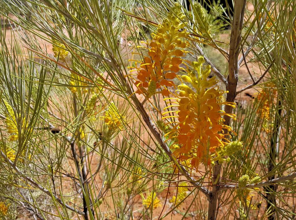Desert Grevillea (Grevillea juncifolia)