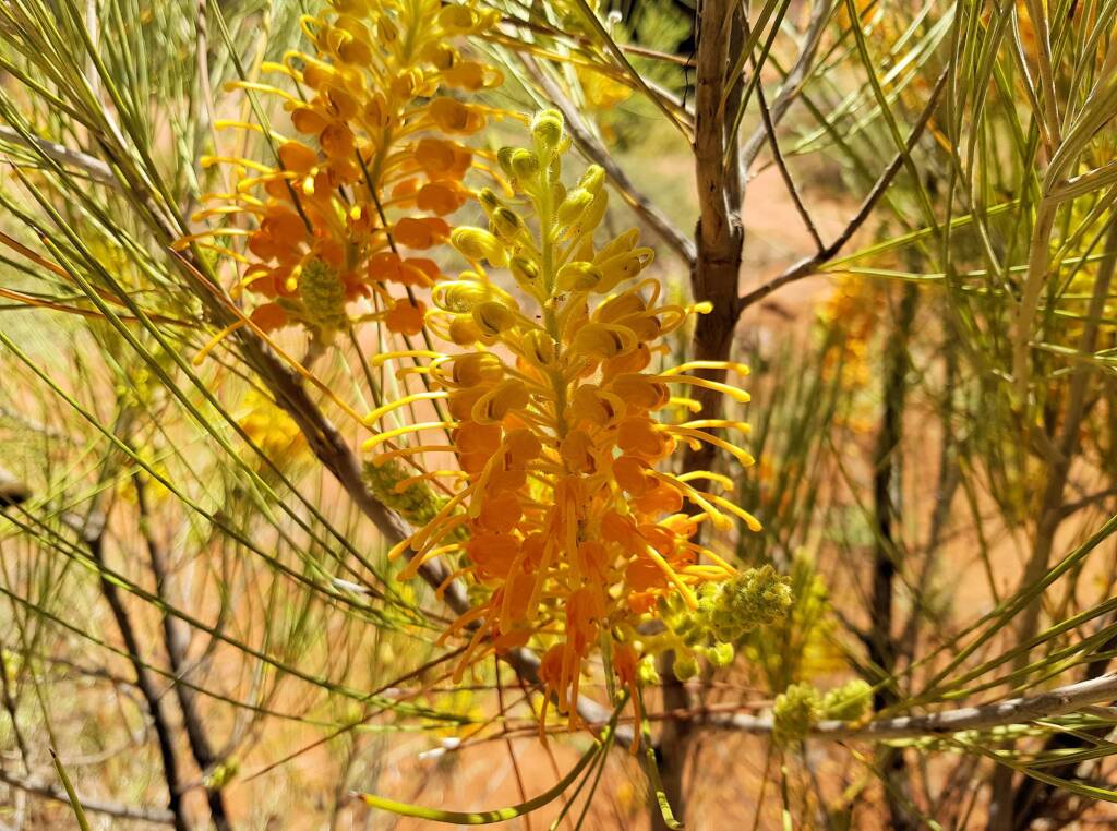 Desert Grevillea (Grevillea juncifolia)