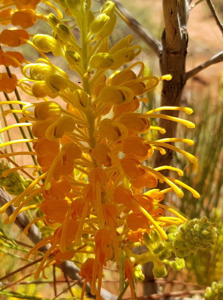 Desert Grevillea (Grevillea juncifolia)