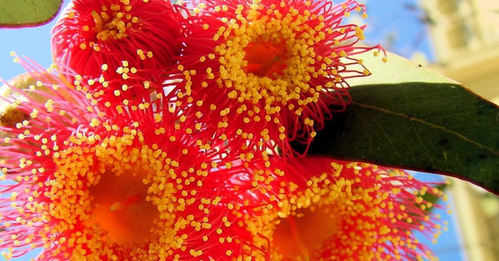 Gungurru (Eucalyptus caesia subsp magna)