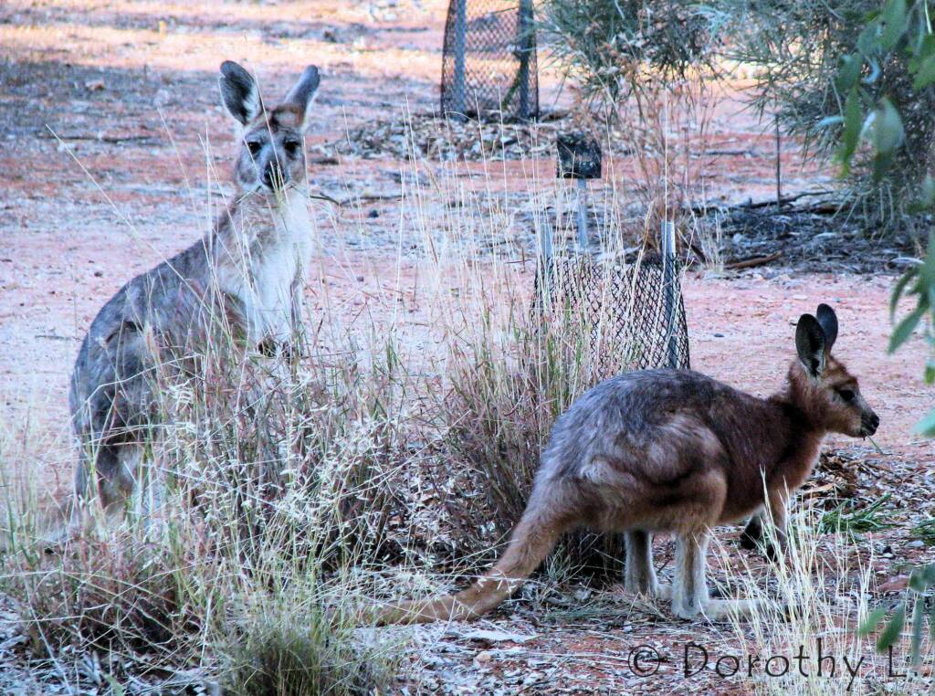 Hills Wallaroo, Olive Pink Botanic Garden, NT