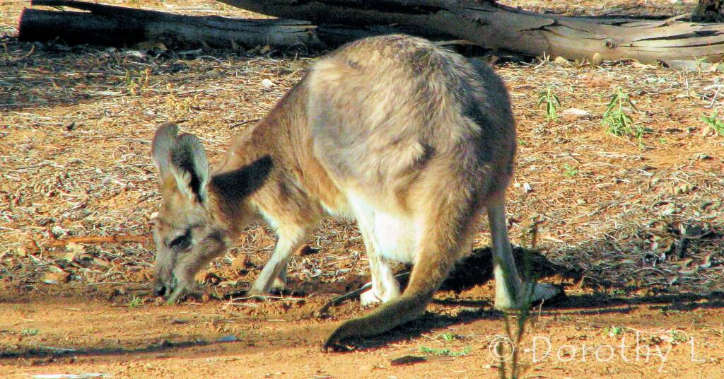 Hills Wallaroo, Olive Pink Botanic Garden, NT