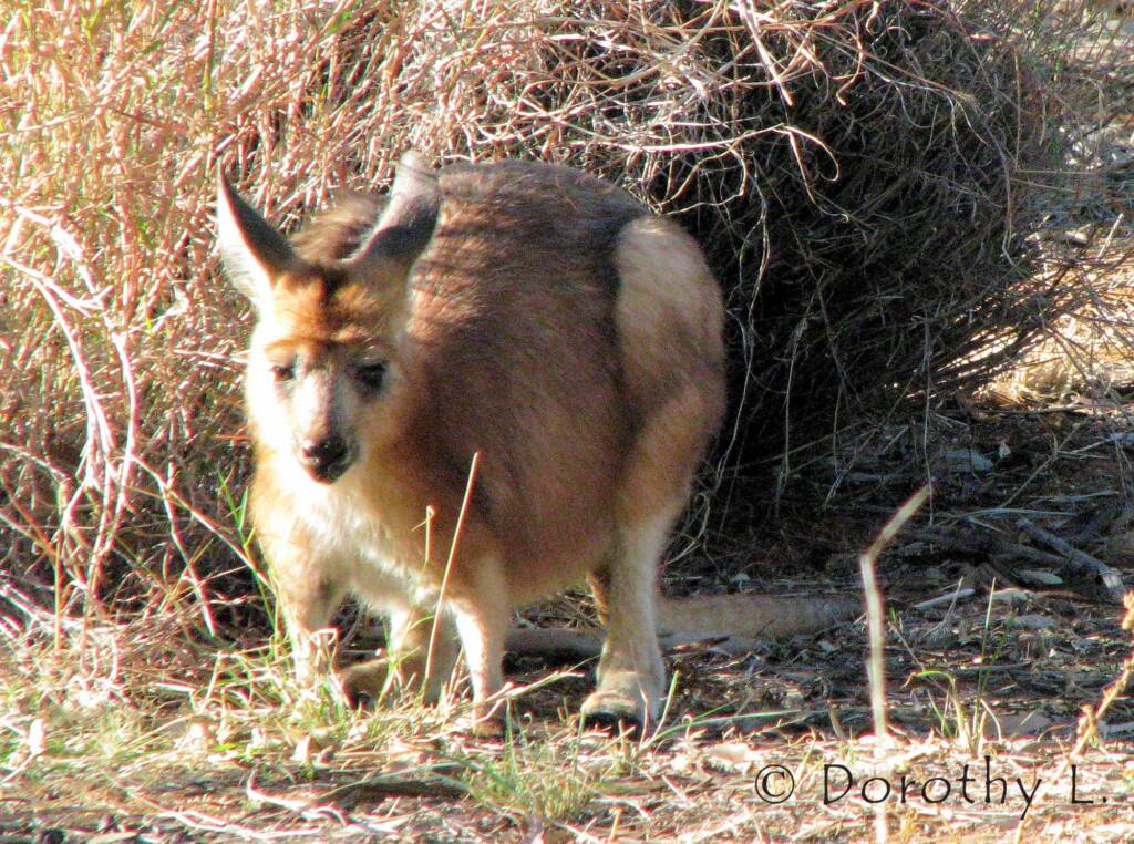 Hills Wallaroo, Olive Pink Botanic Garden, NT