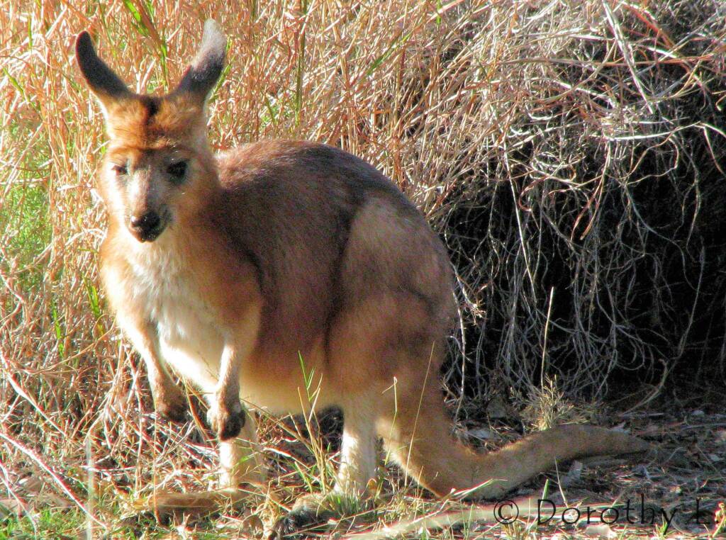 Hills Wallaroo, Olive Pink Botanic Garden, NT